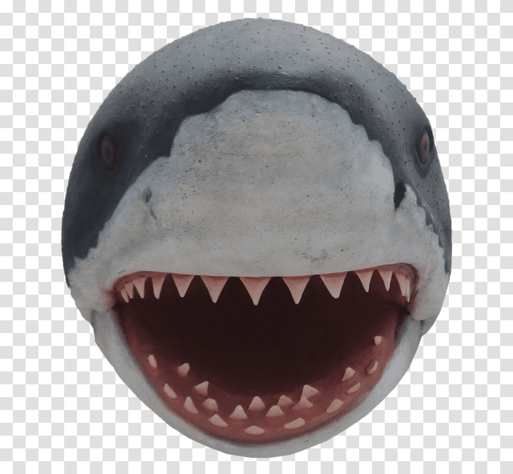 Shark Great White Head Shark Head, Sea Life, Animal, Fish, Egg Transparent Png