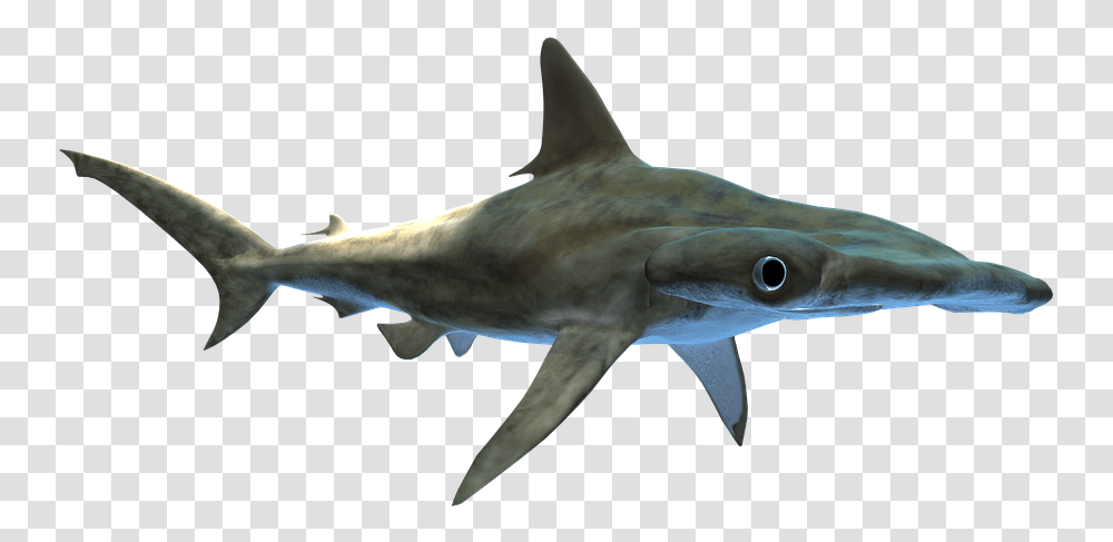 Shark Hammerhead Predator Wildlife Fish Aquatic Bull Shark, Animal, Sea Life, Great White Shark Transparent Png