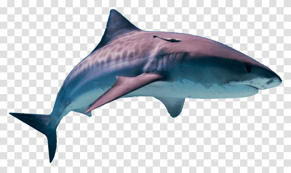 Shark Hd Hawaii Tiger Shark, Sea Life, Fish, Animal, Great White Shark Transparent Png