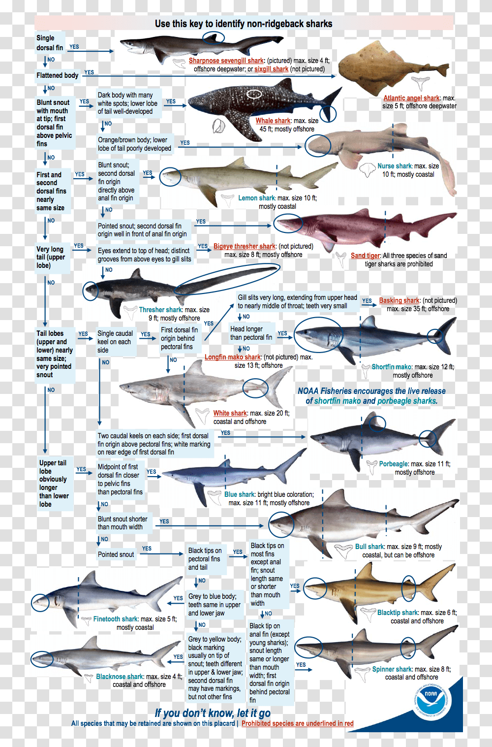 Shark Identification Chart, Animal, Fish, Transportation, Aircraft Transparent Png