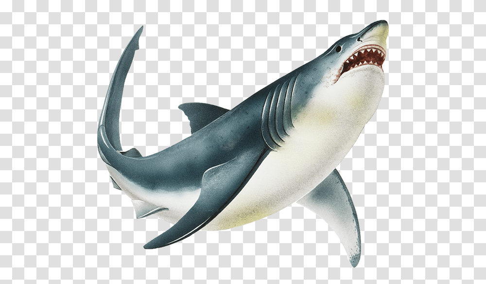 Shark Image Background Background Shark, Sea Life, Fish, Animal, Great White Shark Transparent Png