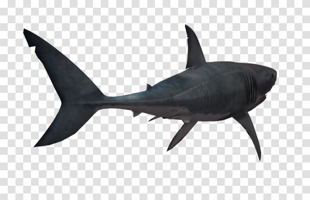 Shark Images Free Download, Fish, Animal, Sea Life, Great White Shark Transparent Png