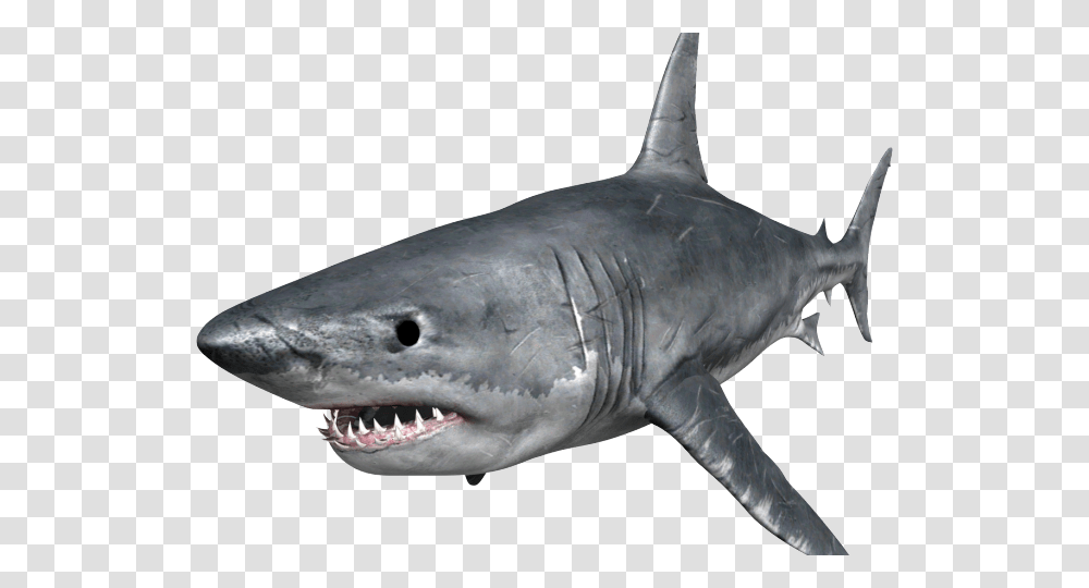 Shark Images Hungry Shark, Sea Life, Fish, Animal, Great White Shark Transparent Png