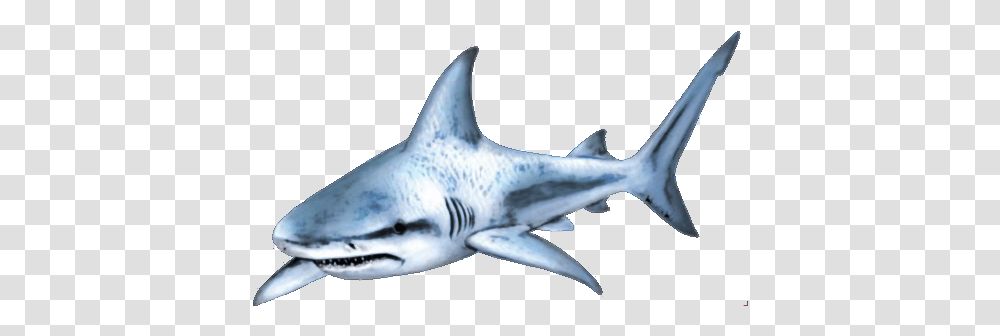 Shark Images Shark, Sea Life, Fish, Animal, Great White Shark Transparent Png