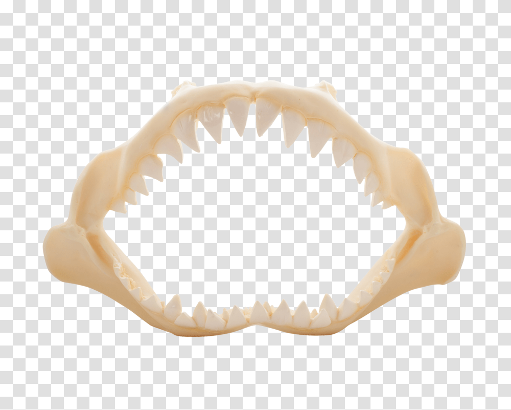 Shark Jaw Artificial, Teeth, Mouth, Crib, Furniture Transparent Png