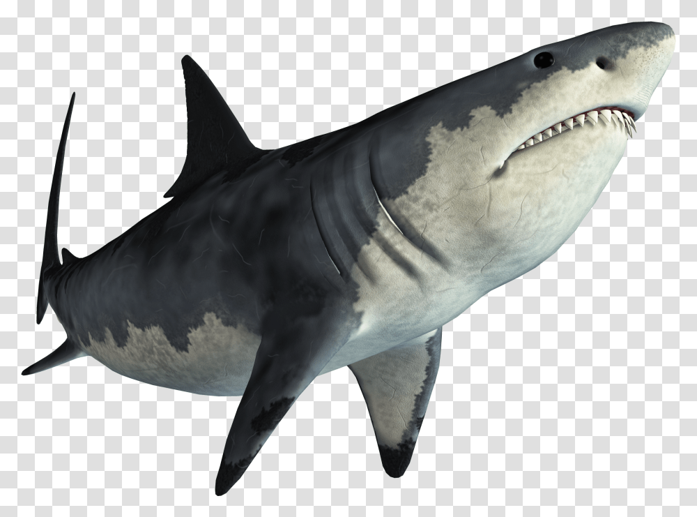 Shark Jaws Tadzio Background Shark, Sea Life, Fish, Animal, Great White Shark Transparent Png