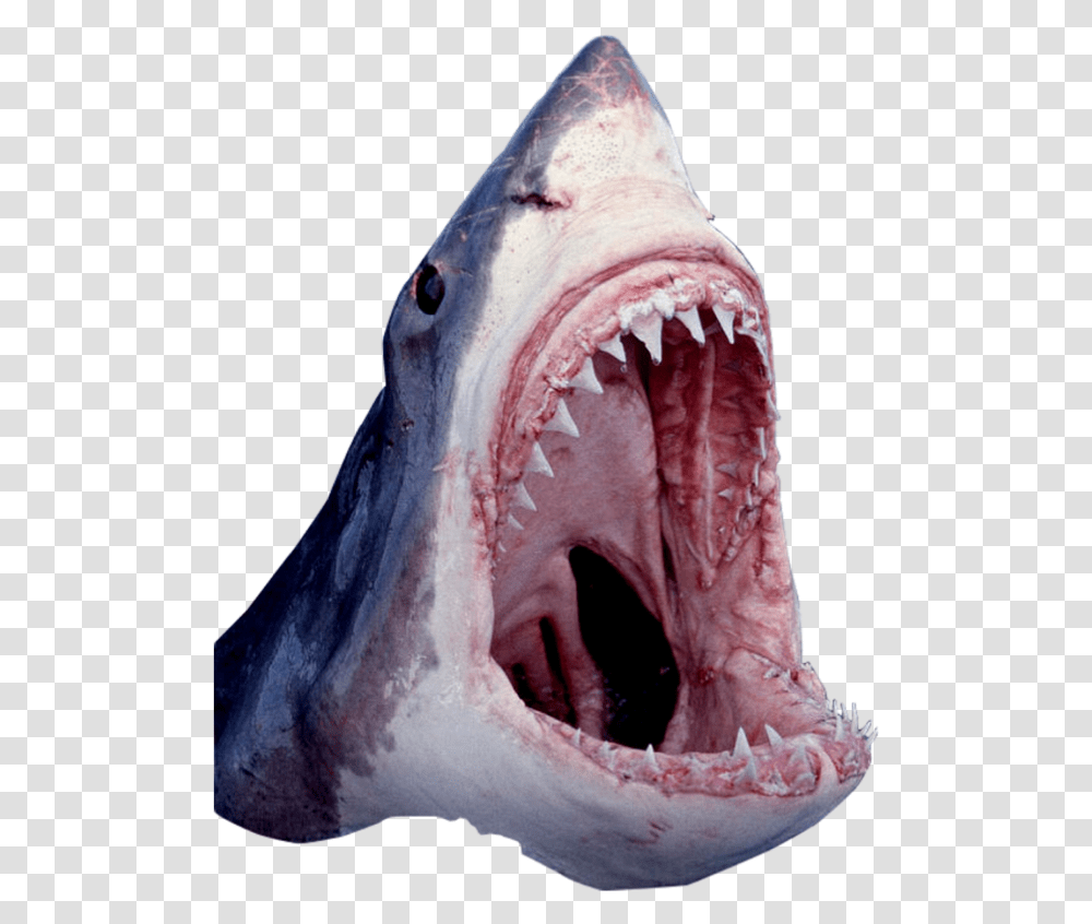 Shark Mouth 3 Image Great White Shark, Sea Life, Animal, Fish, Teeth Transparent Png