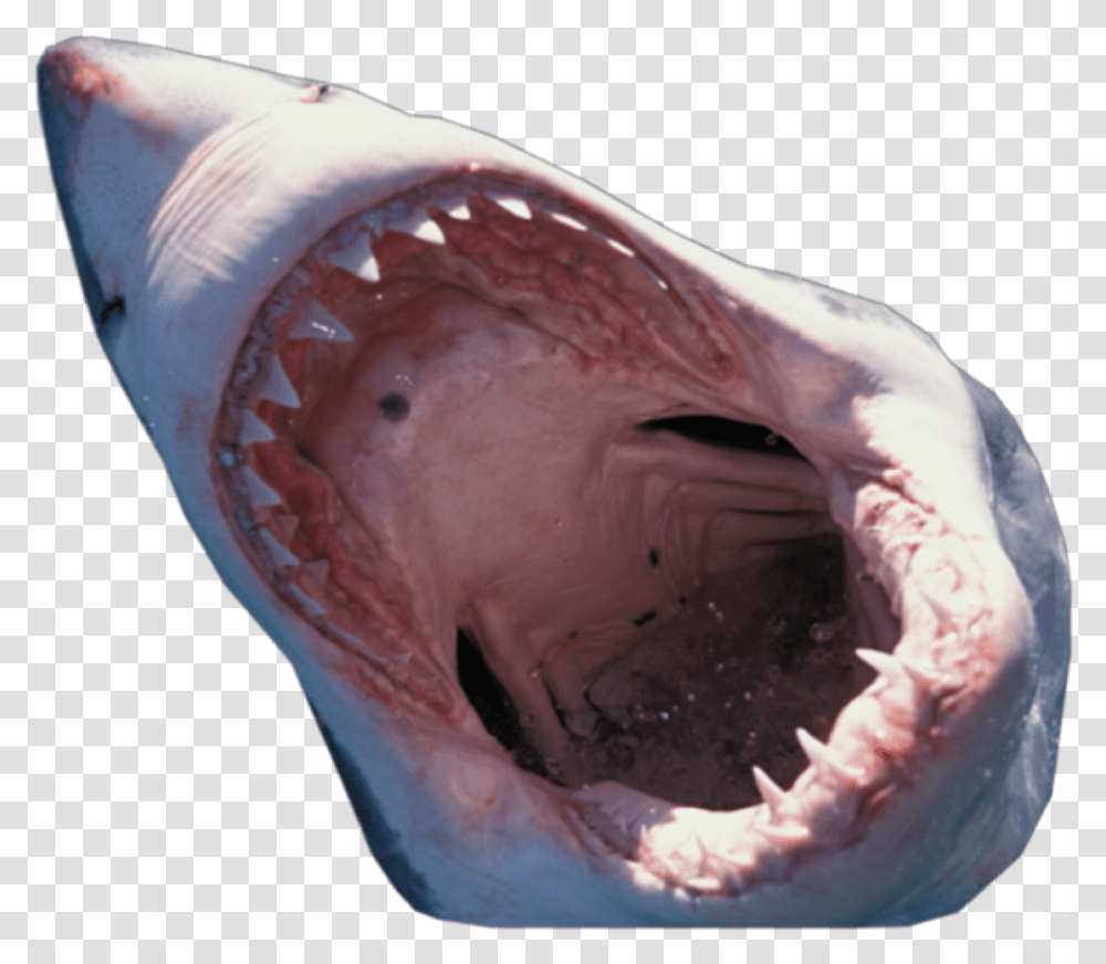 Shark Mouth Background Shark Mouth Close Up, Sea Life, Fish, Animal, Great White Shark Transparent Png