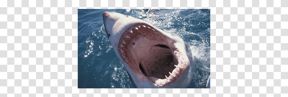 Shark Mouth Close Up, Sea Life, Fish, Animal, Great White Shark Transparent Png
