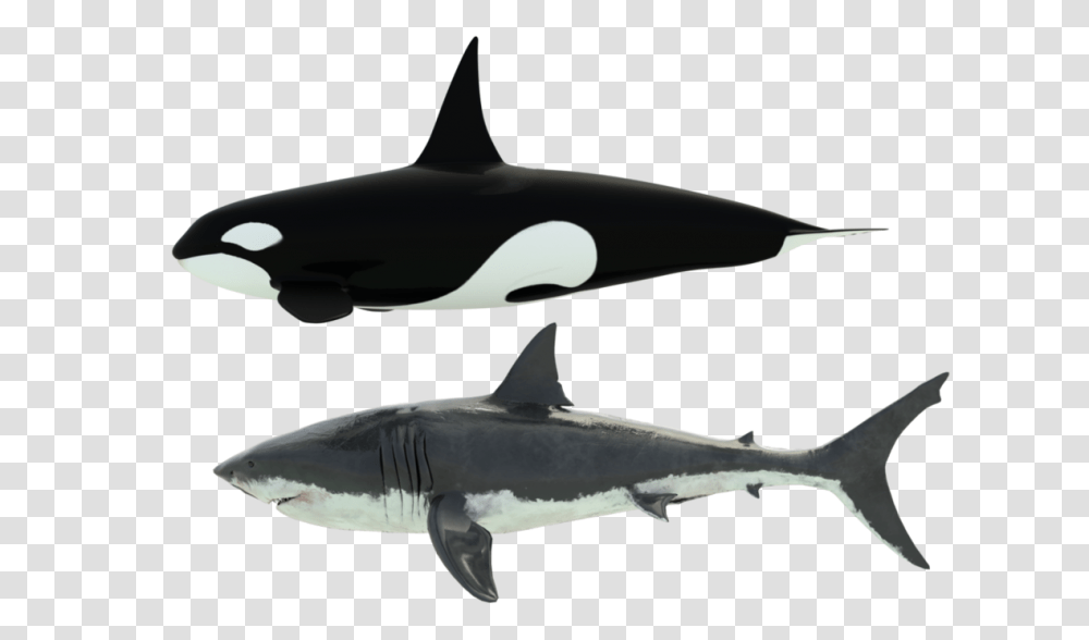 Shark Orca Size Reference, Sea Life, Animal, Fish, Silhouette Transparent Png