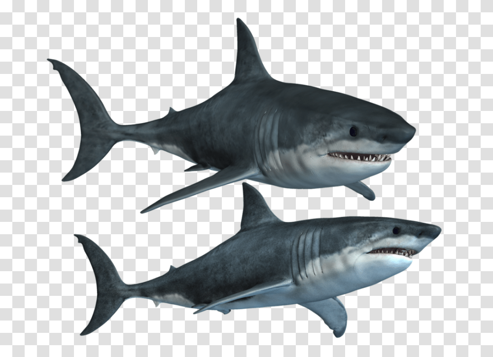 Shark Pic, Sea Life, Fish, Animal, Great White Shark Transparent Png