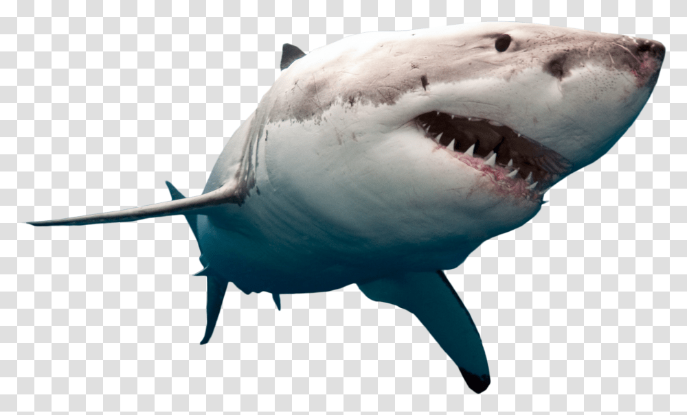Shark Picture Great White Shark, Sea Life, Fish, Animal Transparent Png