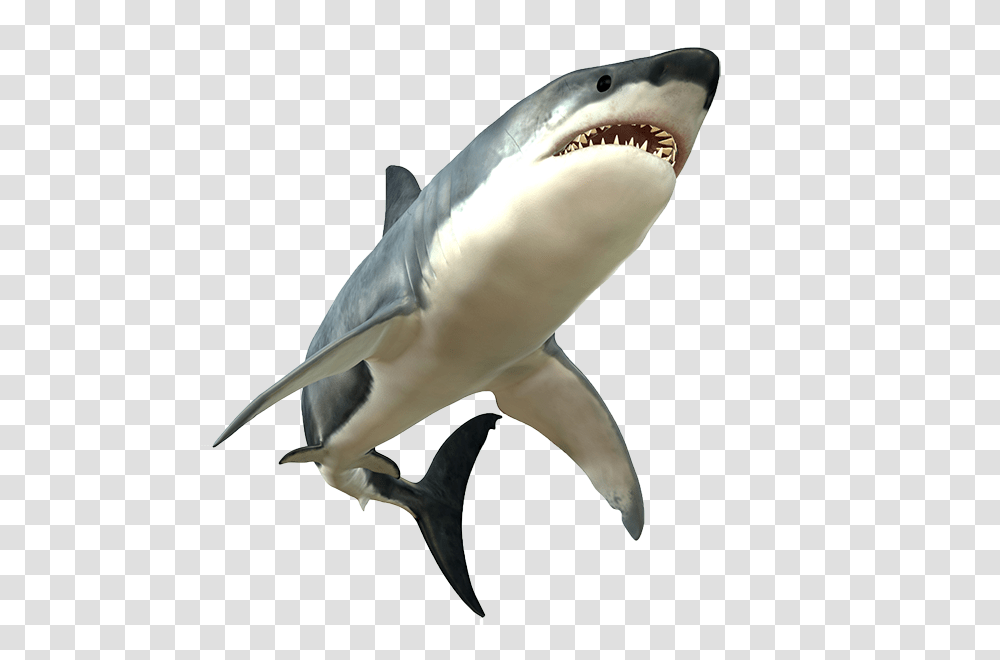 Shark Picture, Sea Life, Fish, Animal, Great White Shark Transparent Png