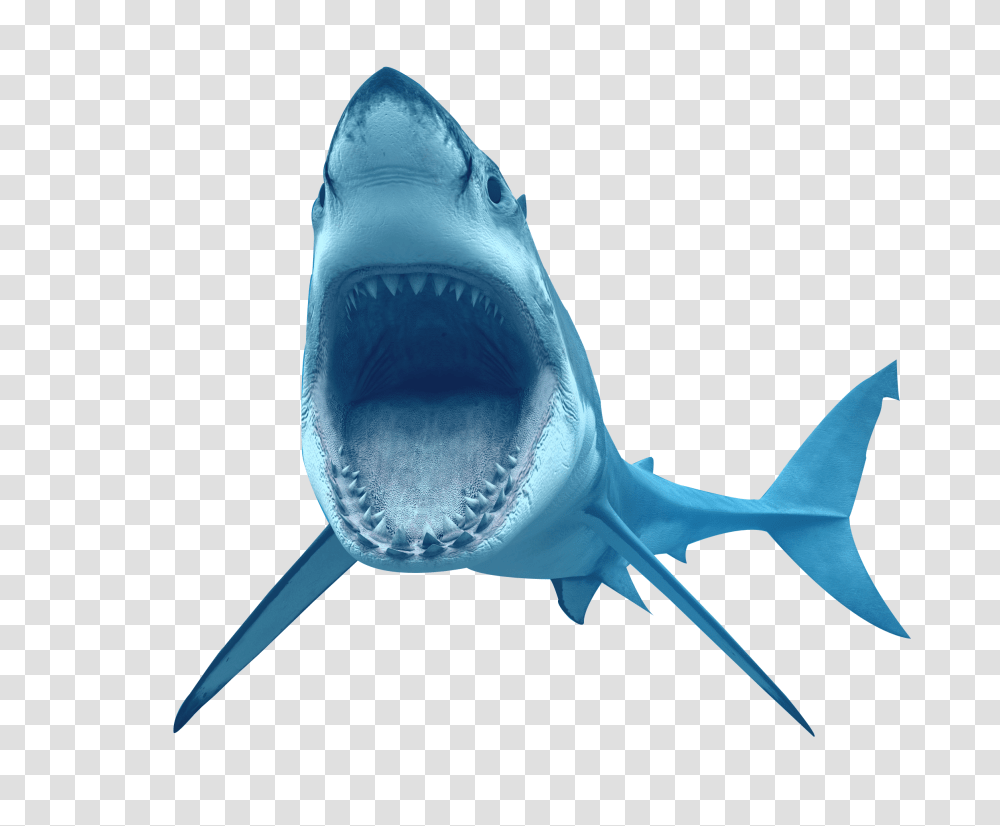 Shark Pictures Transparent Png