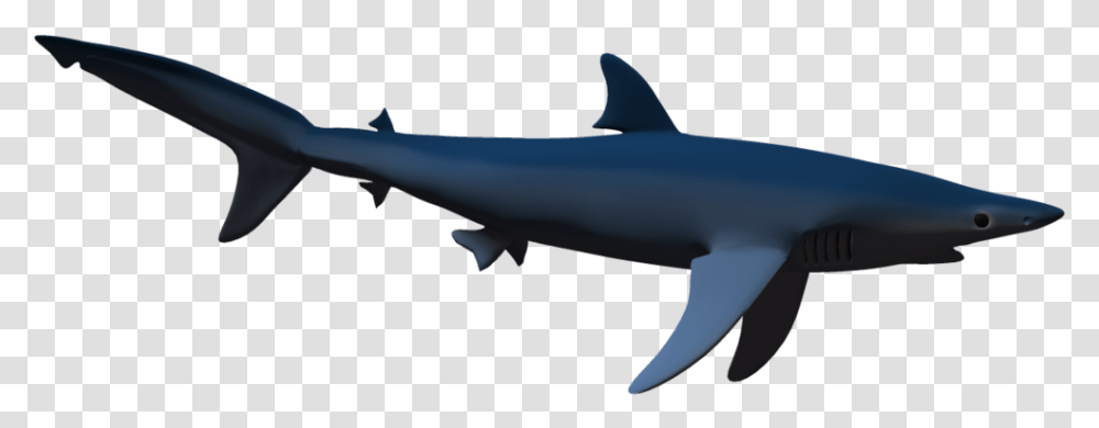 Shark Real Shark Shadow, Sea Life, Fish, Animal, Great White Shark Transparent Png