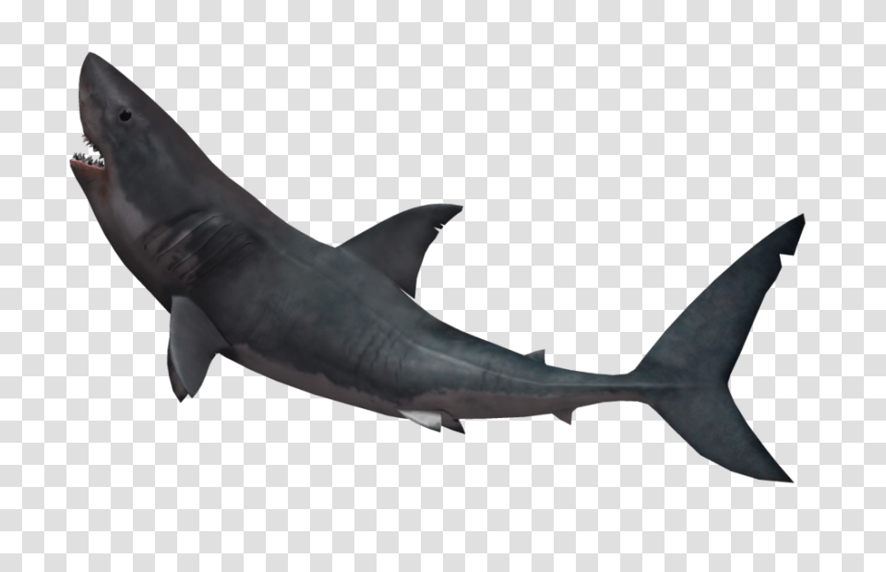 Shark, Sea Life, Fish, Animal, Great White Shark Transparent Png