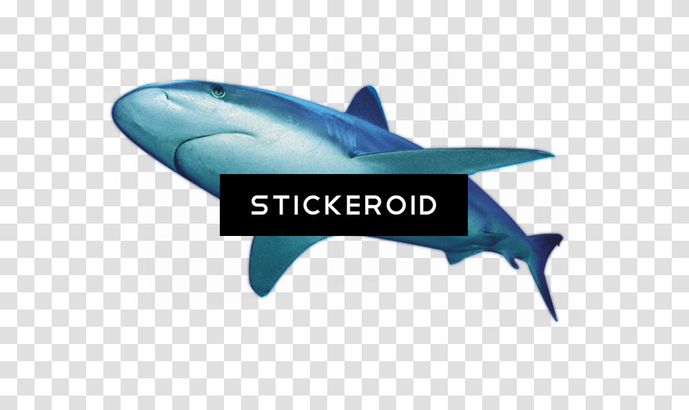 Shark, Sea Life, Fish, Animal, Great White Shark Transparent Png