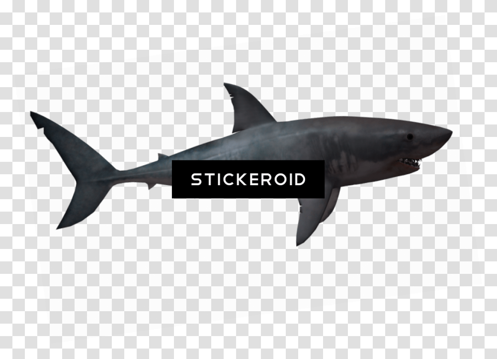 Shark, Sea Life, Fish, Animal, Mammal Transparent Png