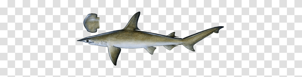Shark, Sea Life, Fish, Animal Transparent Png