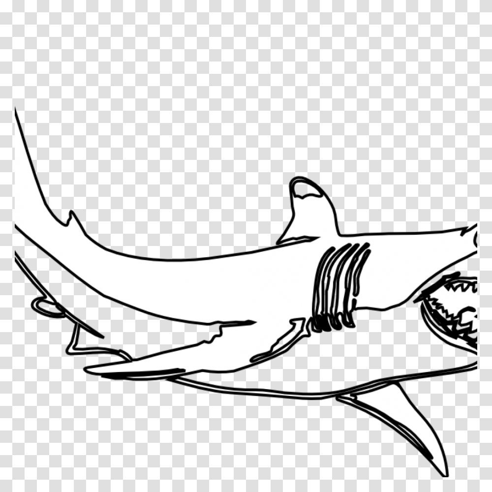 Shark, Sea Life, Fish, Animal Transparent Png
