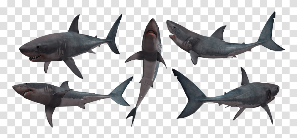 Shark, Sea Life, Fish, Animal Transparent Png