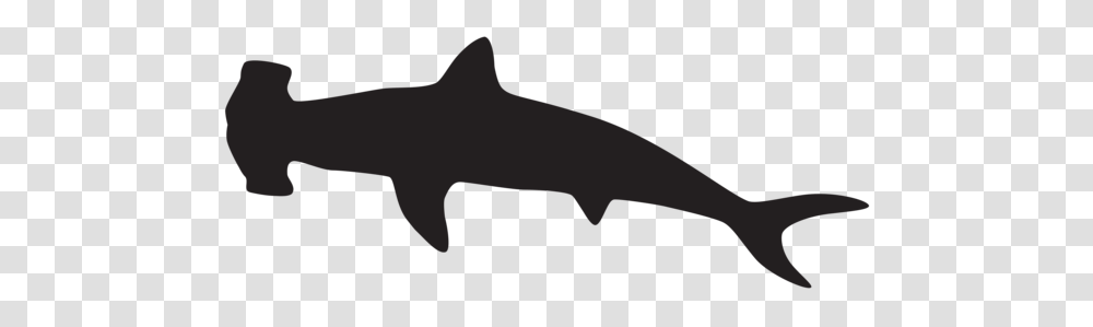 Shark Shark, Sea Life, Fish, Animal, Great White Shark Transparent Png