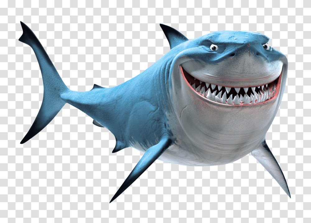 Shark Teeth Are Rather Fascinating Saskatoon Sk Dentist, Sea Life, Fish, Animal, Great White Shark Transparent Png