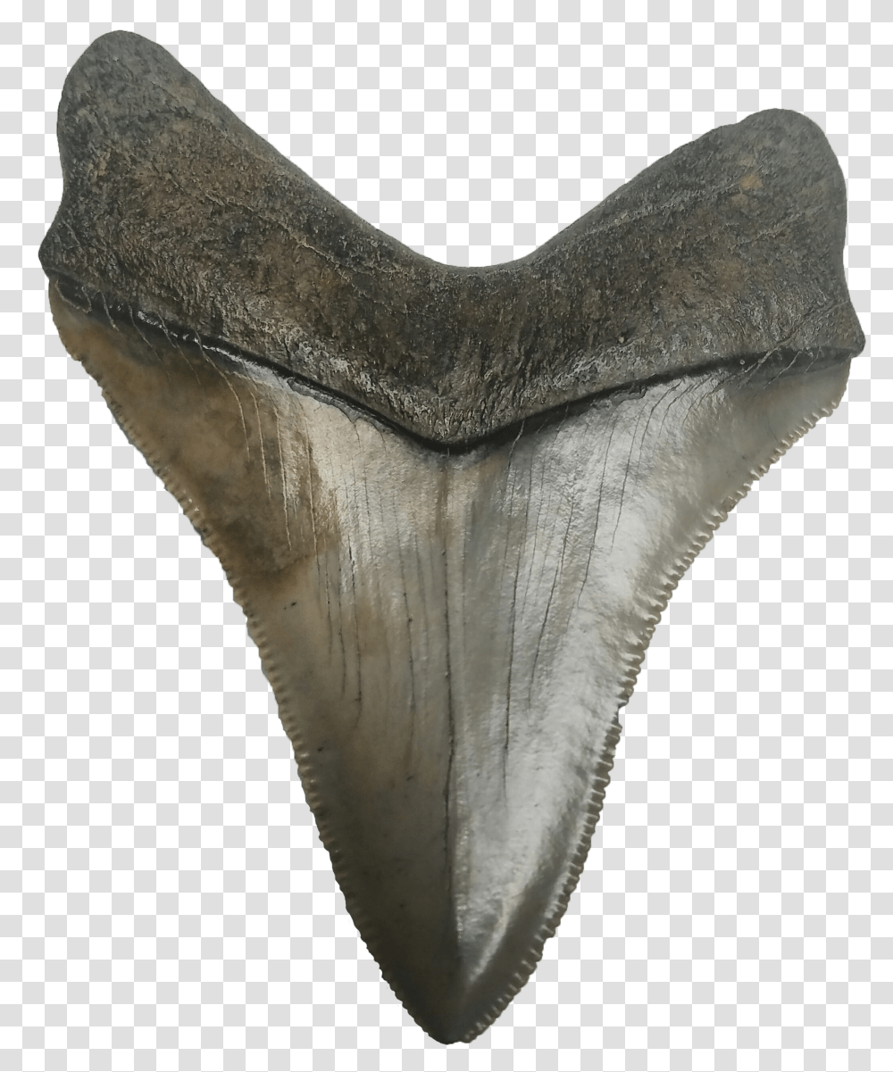 Shark Teeth Photo Megalodon Tooth Transparent Png