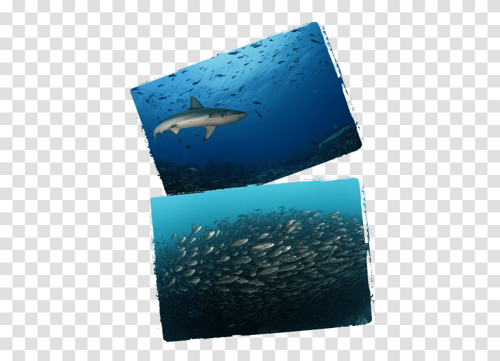 Shark, Water, Fish, Animal, Sea Life Transparent Png