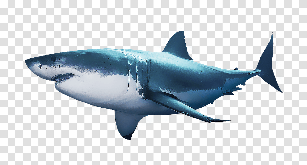 Shark Week News Articles Atampt, Sea Life, Fish, Animal, Great White Shark Transparent Png
