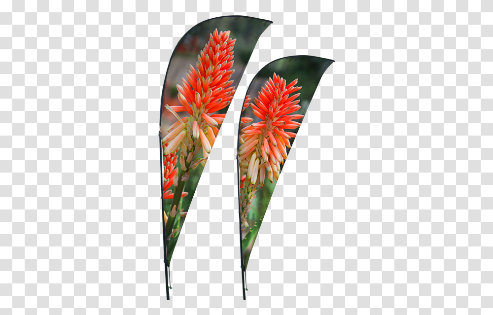 Sharkfin Banner, Plant, Flower, Blossom, Arrow Transparent Png