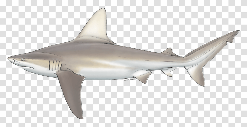Sharks Anatomy, Sea Life, Fish, Animal, Great White Shark Transparent Png