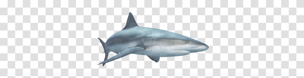 Sharks Clipart Web Icons, Sea Life, Fish, Animal, Great White Shark Transparent Png