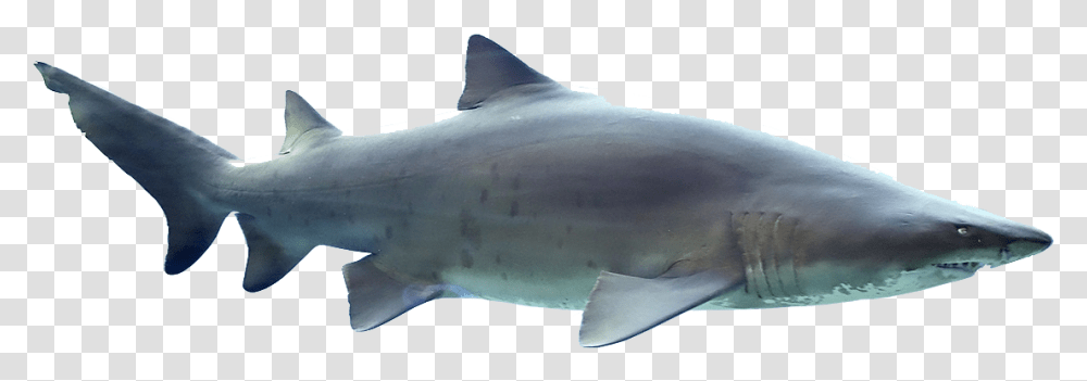 Sharks Free Pic Sand Tiger Shark, Sea Life, Fish, Animal, Great White Shark Transparent Png