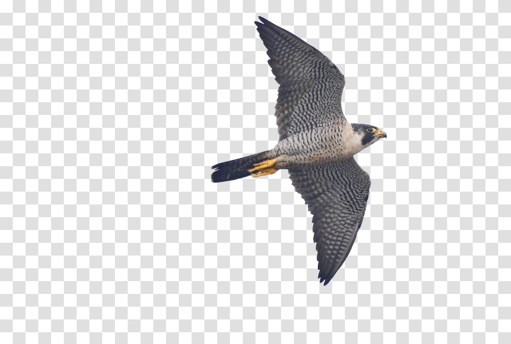 Sharp Shinned Hawk, Accipiter, Bird, Animal, Kite Bird Transparent Png