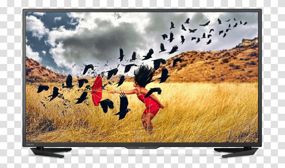 Sharp Smart Tv 4k Sharp 4k Tvs, Person, Bird, Animal, Flock Transparent Png