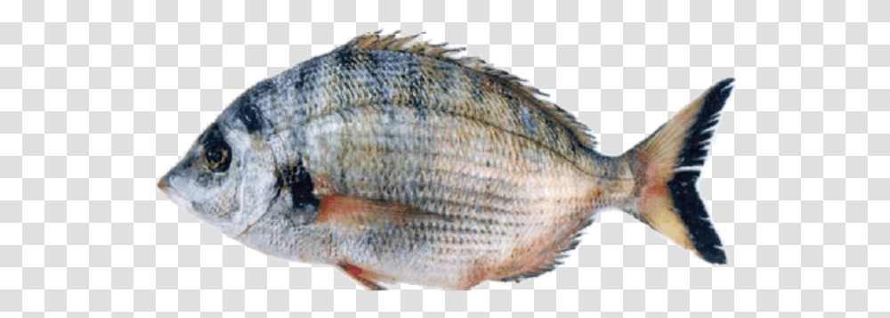 Sharpsnout Seabream Red Seabream, Perch, Fish, Animal, Sea Life Transparent Png
