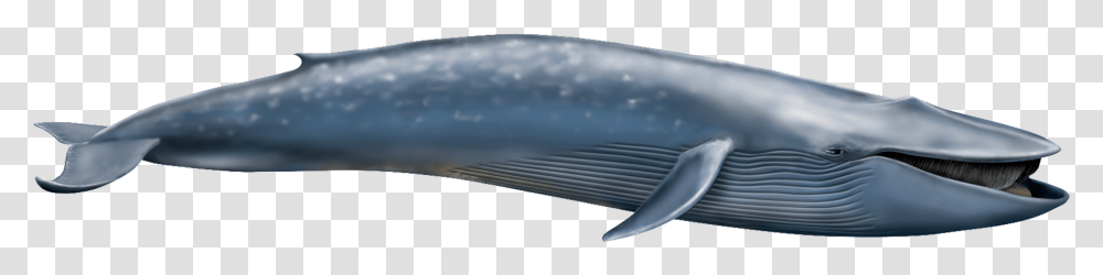 Shastasaurus Vs Blue Whale, Fish, Animal, Golf Transparent Png