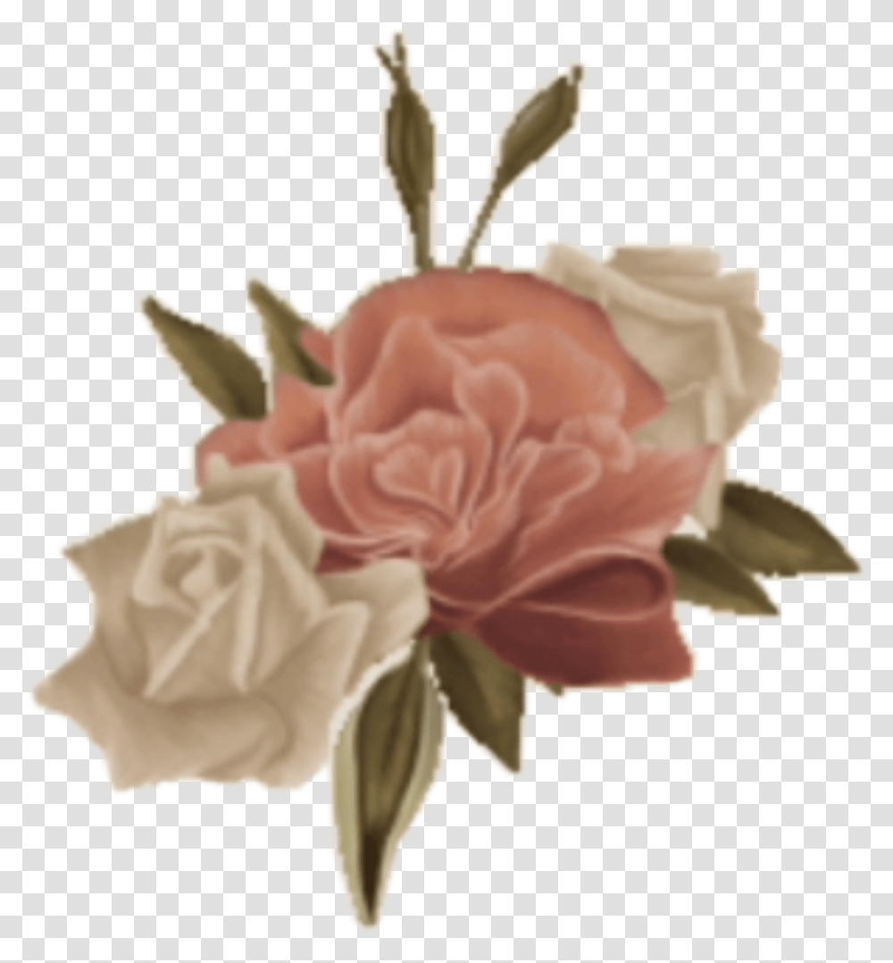 Shawnmendes Shawnmendesedit Shawnmendesarmy Shawnpeterraulmendes Shawn Mendes Rose Transparent Png