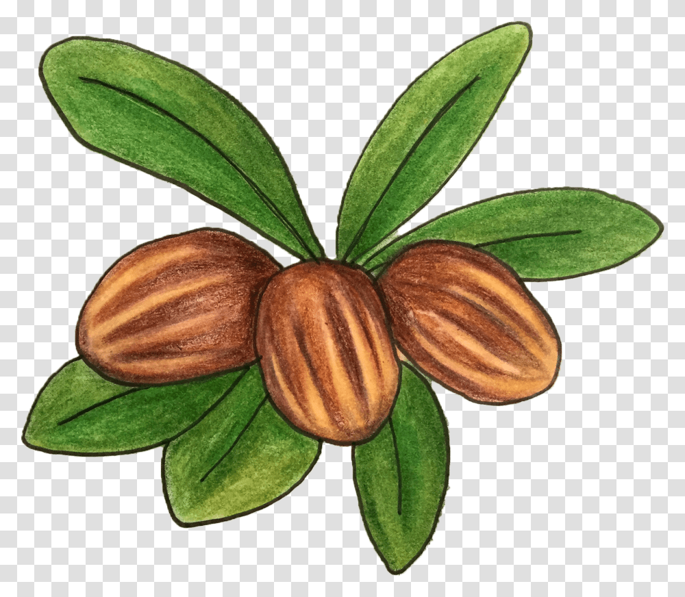 Shea Butter Tree, Plant, Almond, Nut, Vegetable Transparent Png