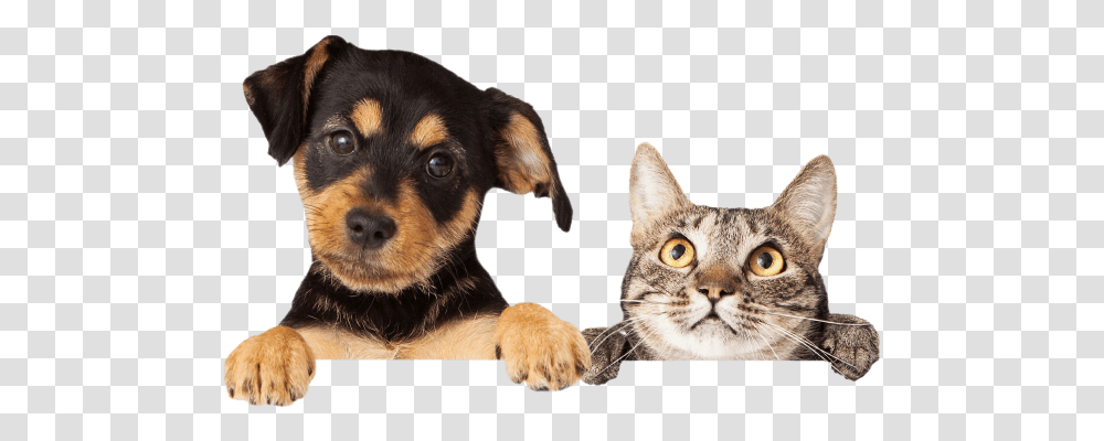 Sheabel Veterinary Hospital Animal Vet Stock, Dog, Pet, Canine, Mammal Transparent Png