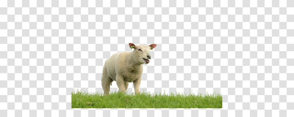 Sheep Animals, Mammal Transparent Png