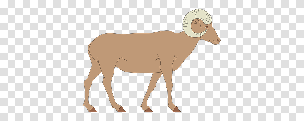 Sheep Animals, Mammal, Donkey, Wildlife Transparent Png