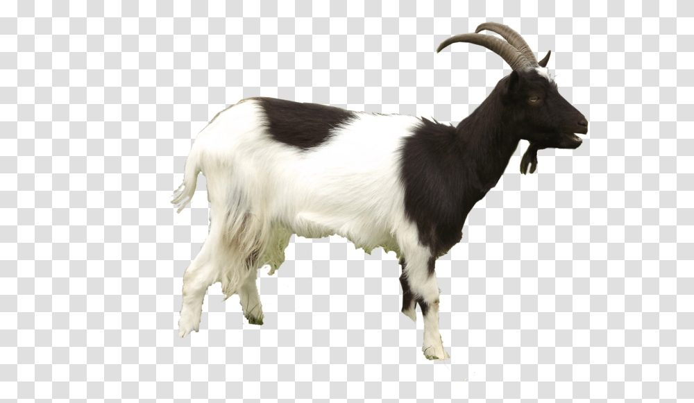 Sheep And Goat, Mammal, Animal, Mountain Goat, Wildlife Transparent Png