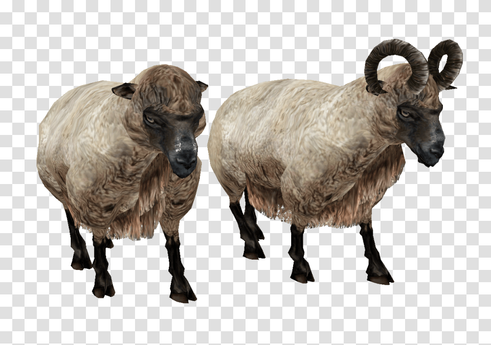Sheep, Animals, Mammal, Bird, Buffalo Transparent Png