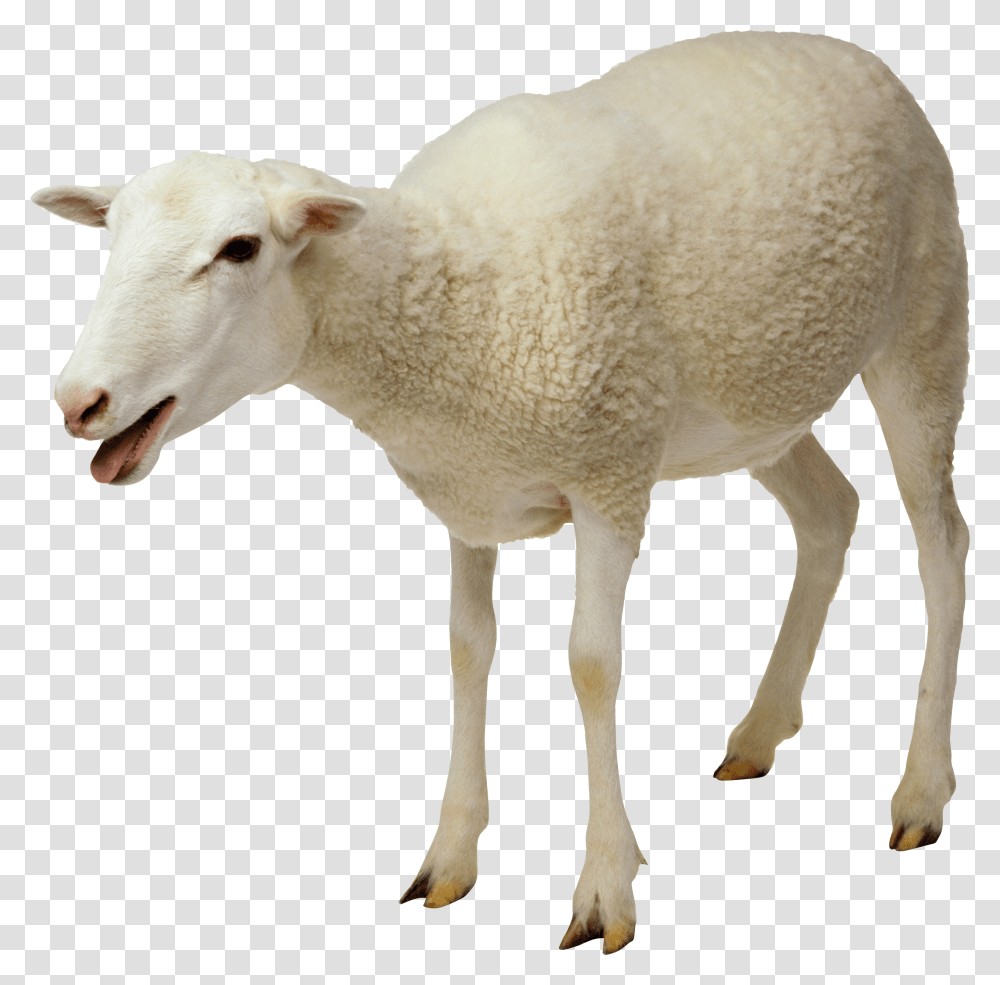 Sheep, Animals, Mammal, Goat Transparent Png