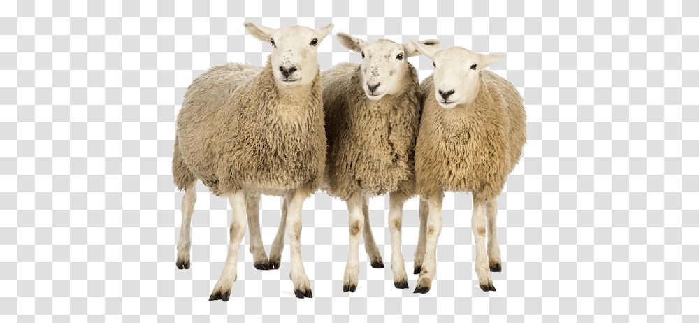 Sheep, Animals, Mammal, Herd Transparent Png