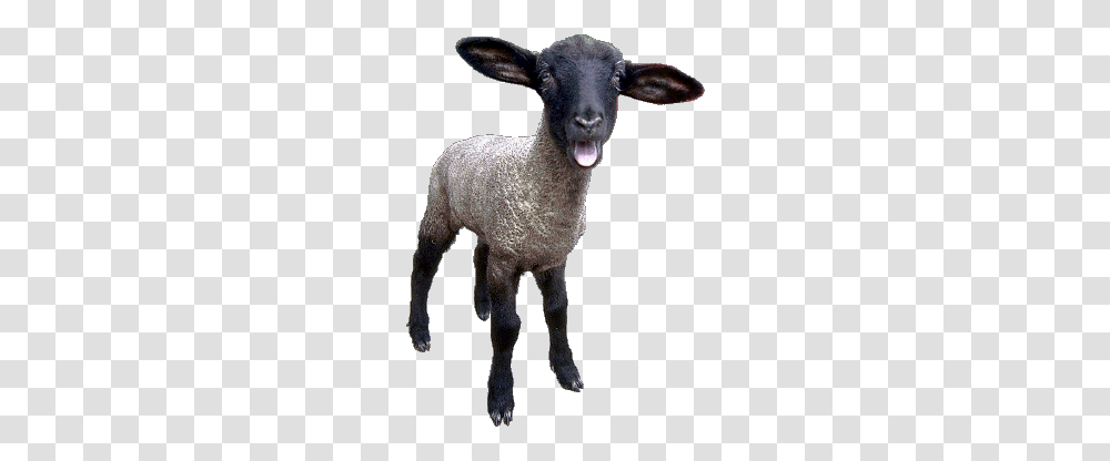 Sheep, Animals, Mammal Transparent Png