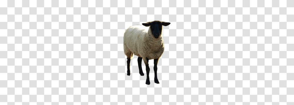 Sheep, Animals, Mammal Transparent Png