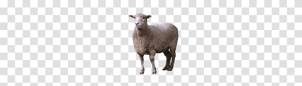 Sheep, Animals, Mammal Transparent Png